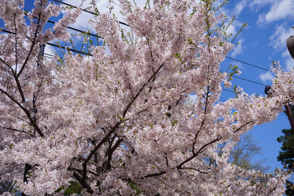 若干葉桜？それもまた一興。