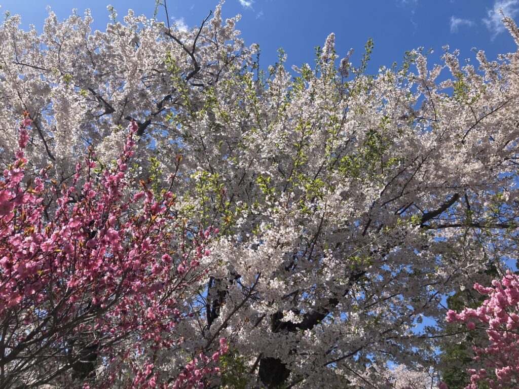 こちらも梅林で撮影📷葉桜もまた一興です🌸
