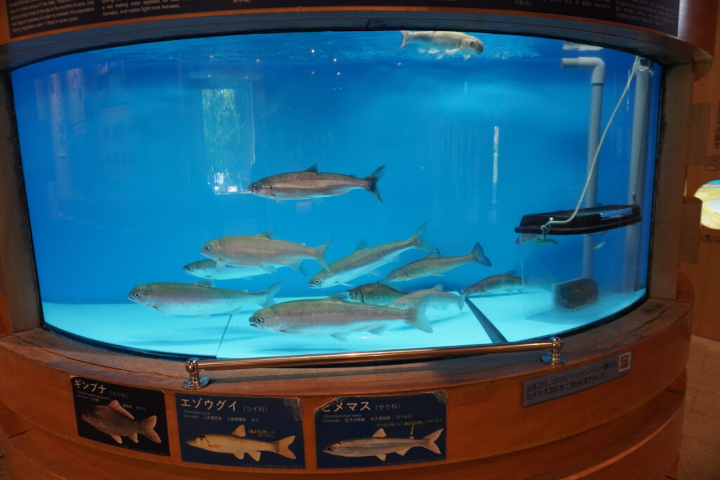 ヒメマスの展示