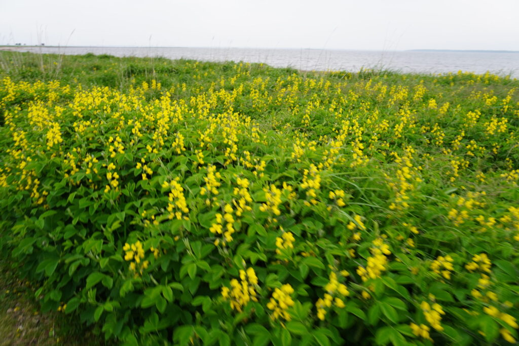 6-8月ごろは道中に花も綺麗に咲いています。(風のせいか写真ぶれぶれ)