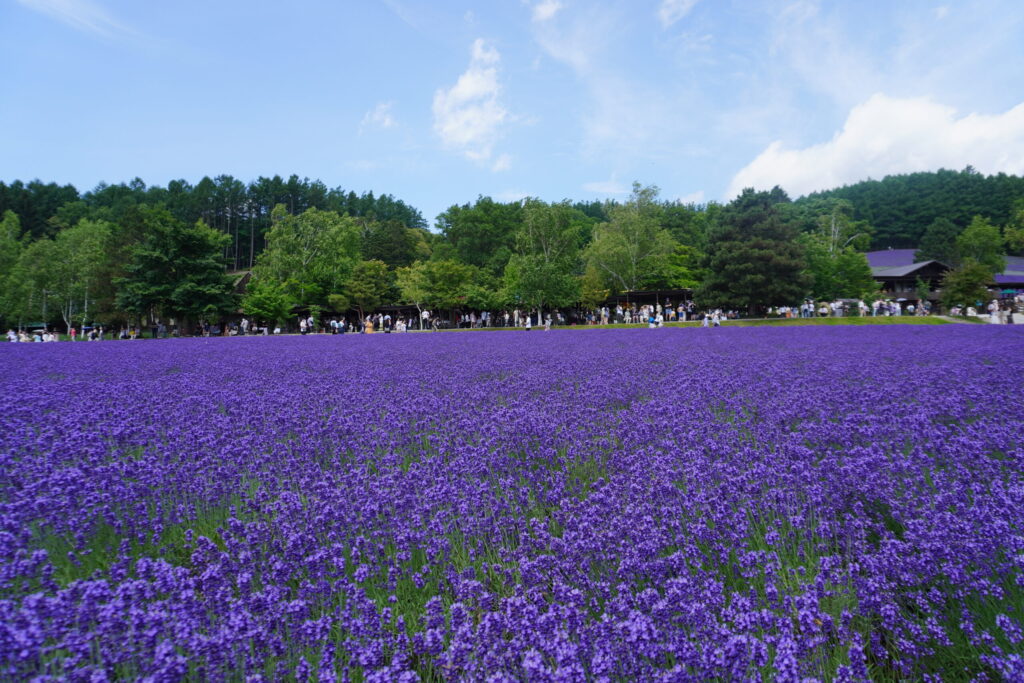 7月上旬訪問。早咲きのラベンダーが見ごろ🌼