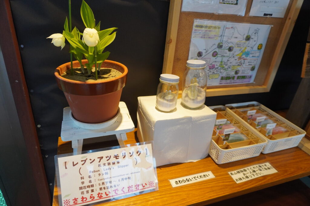 鉢植えのレブンアツモリソウ。右にある種をどれか1種持ち帰ることができます!