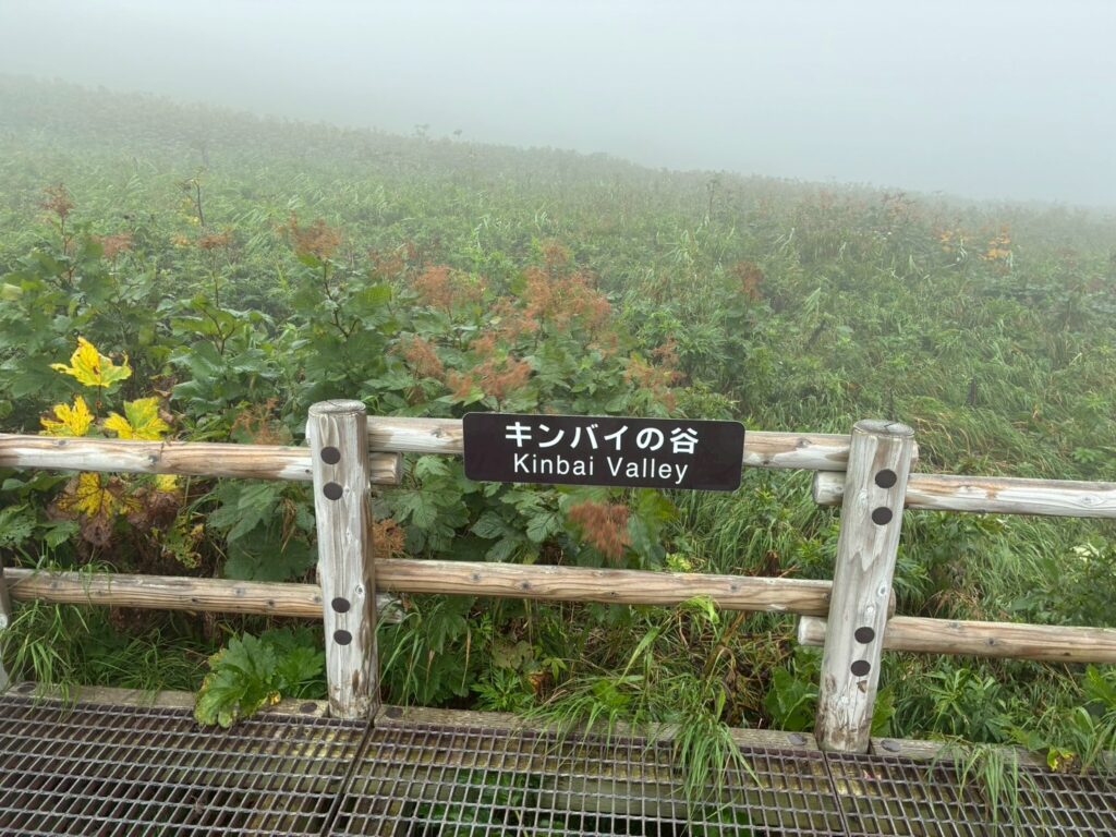 植物は近くのものは見えます。