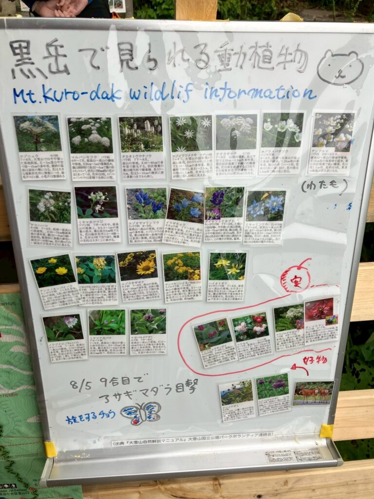 植物の情報。なかなか見つける余裕もなかったですが…