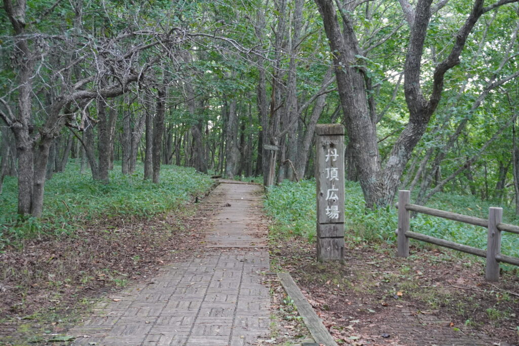途中途中に広場があります。サテライト展望台までは基本森の中を歩きます。