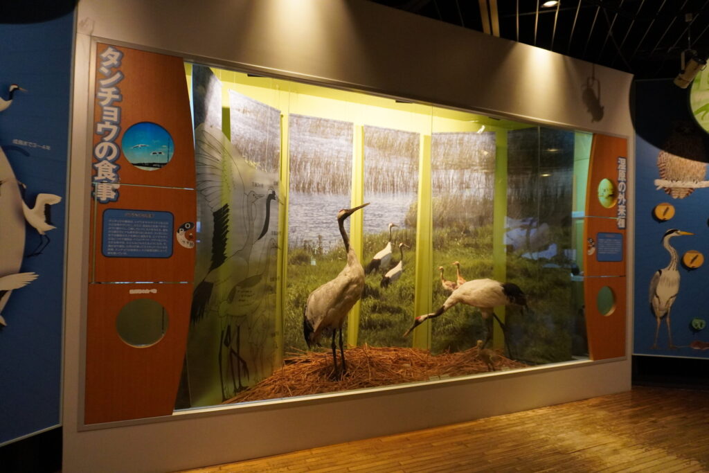 展示室では釧路湿原の私物たちに関する展示がされています。