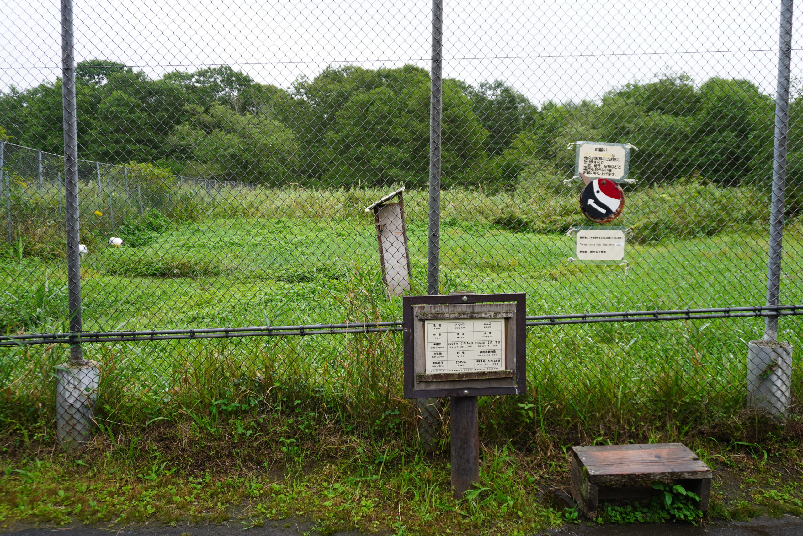 こんな感じで観覧通路（約450m）から丹頂13羽を順に観察していきます。