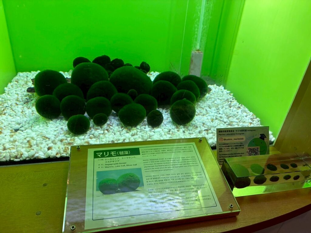 天然マリモ。かわいい。