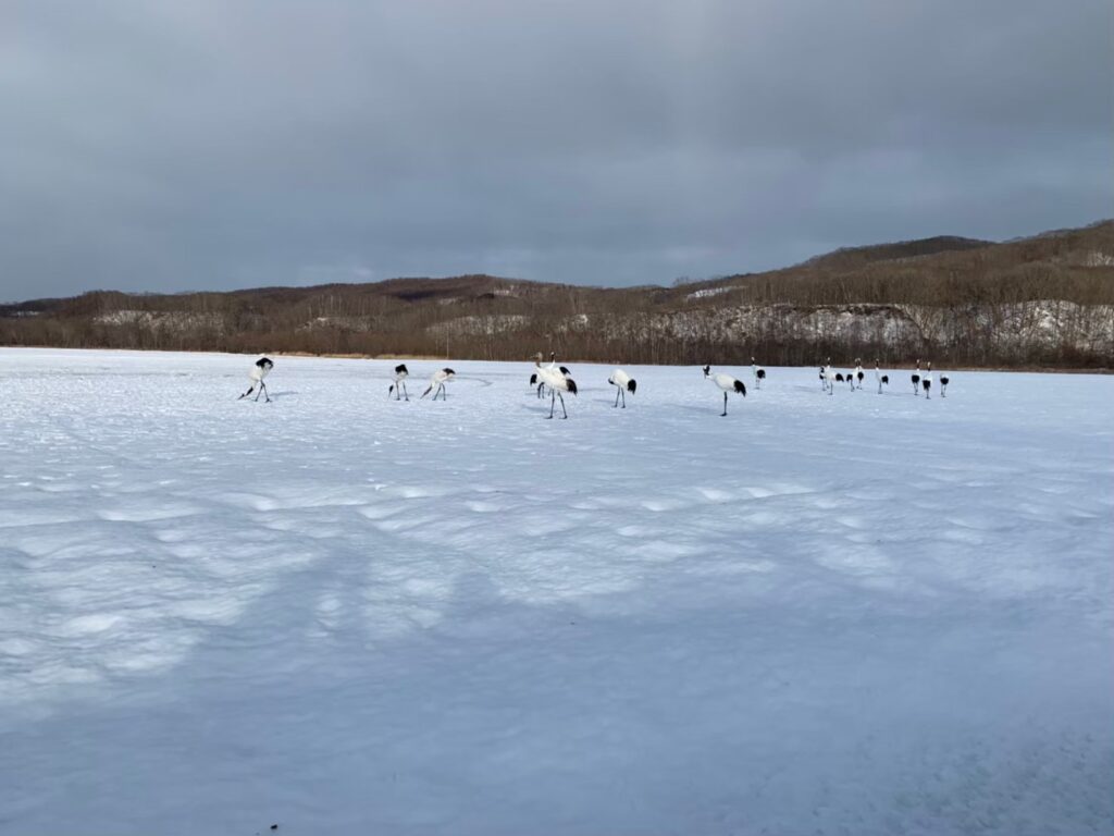 給餌場に集まった野生の丹頂。2020年冬に訪れた際の様子。
