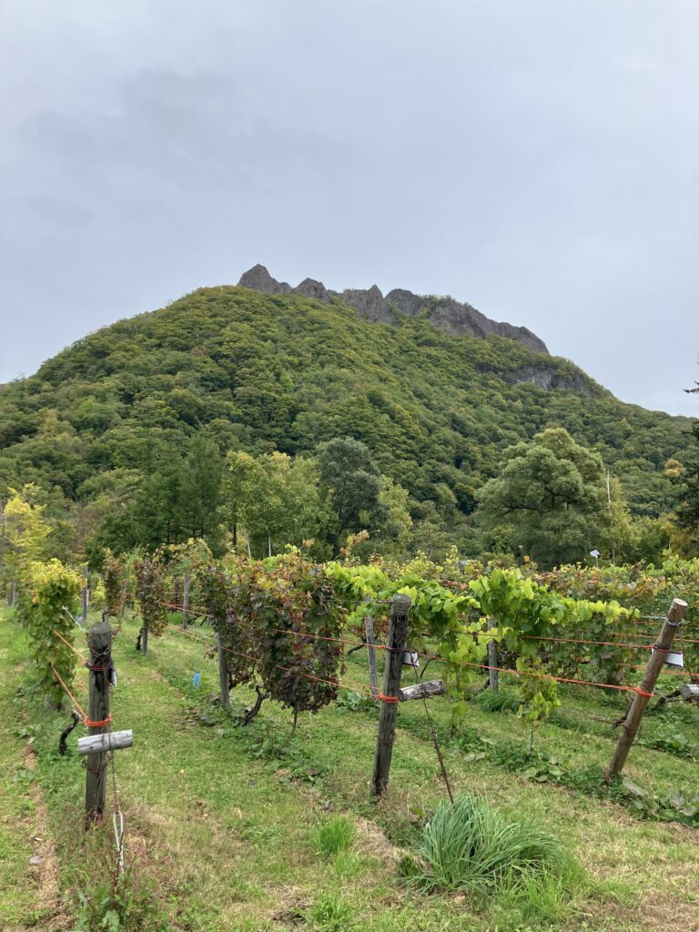 ぶどう畑と八剣山。色づきはまだまだ。