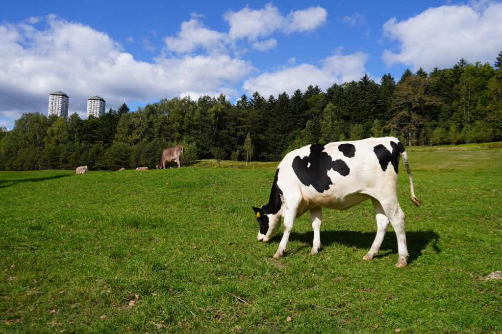 建物をバックに牛さん🐄