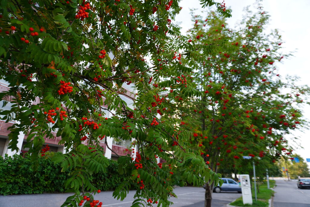 お散歩途中のベリー。なんだか北欧らしくて📷