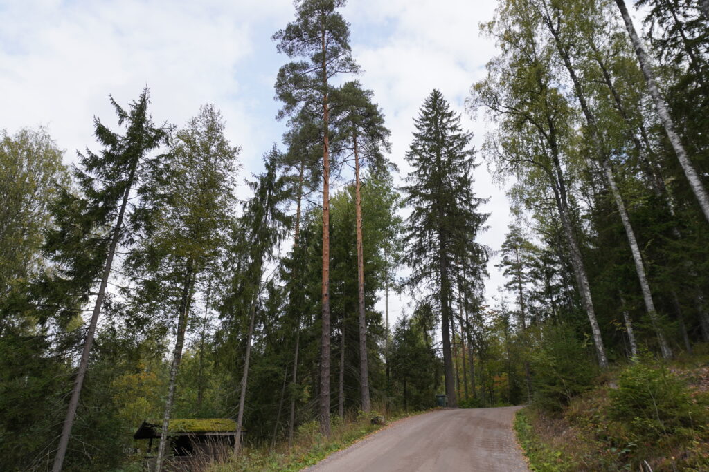これが北欧の森か～と全身で感じながら。