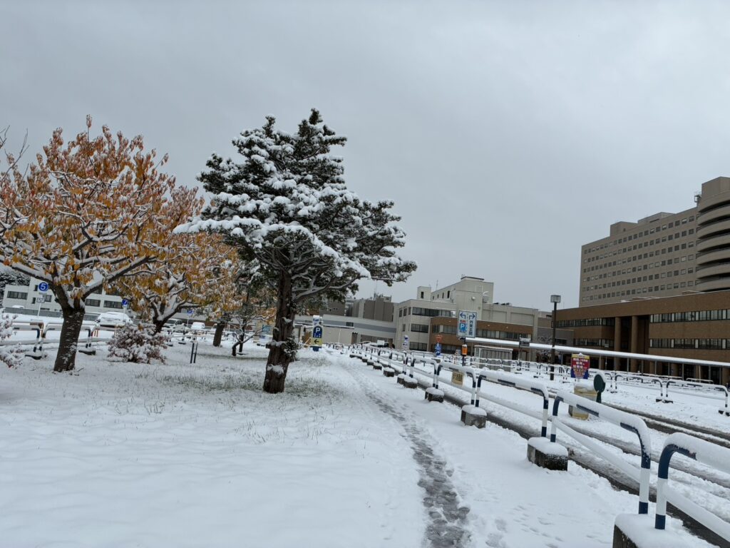 根雪にはならない気がしますが、積もりました。（2025年11月8日撮影📷＠北海道大学病院）