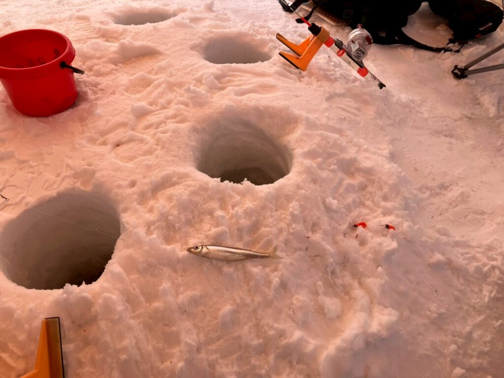 ワカサギ釣れた！