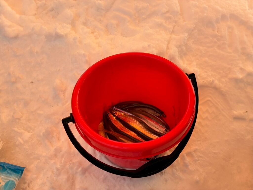 たくさん釣れました。