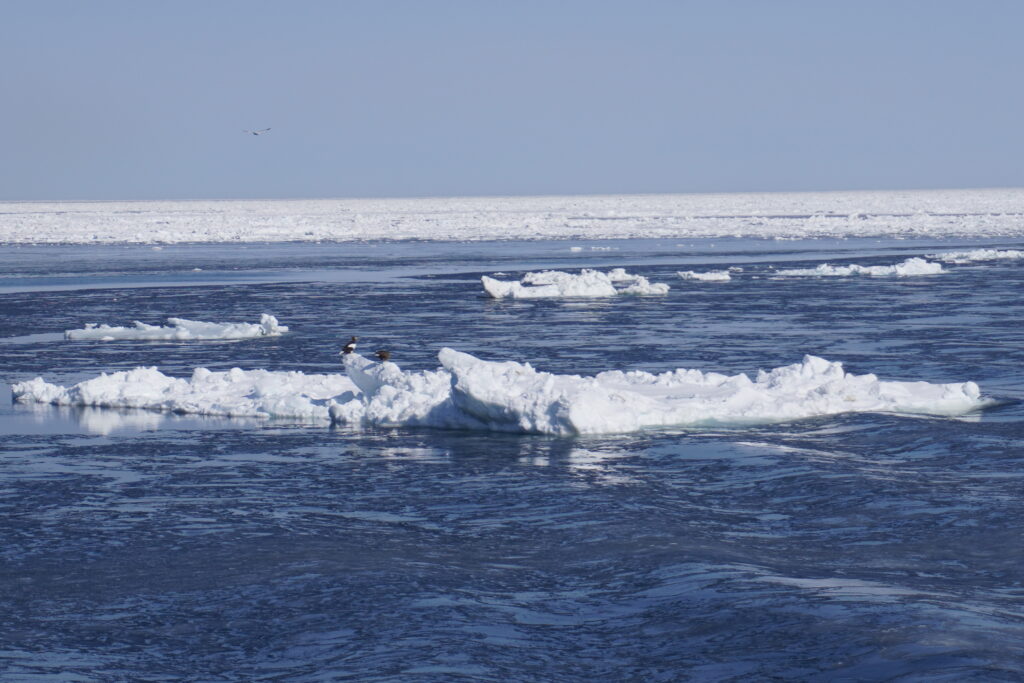 気を抜いていたらオオワシ発見!