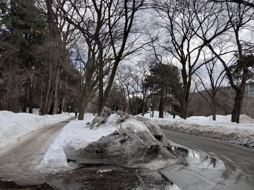 2026/3/3の北大構内。年にもよりますが、2026年は雪が溶けるのが早かったです。