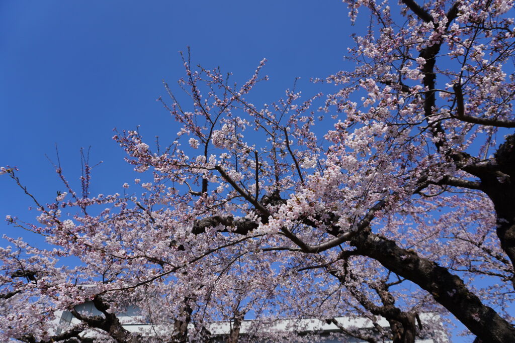 開花宣言初日でしたが、桜もいい感じ。