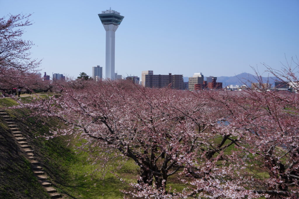 綺麗な桜🌸