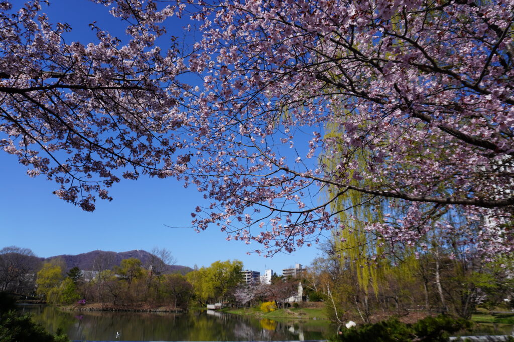 桜の本数はそこまで多くないですが綺麗です🌸