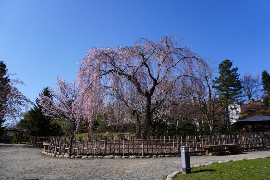 8:30開門の庭園の中の桜。