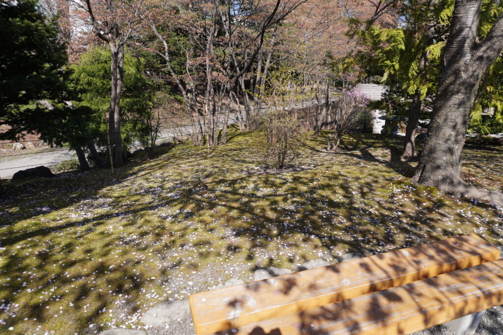 散った桜も一興です。