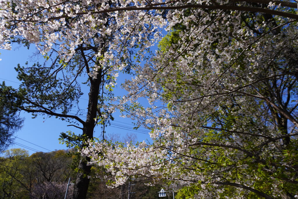 葉桜になりつつあります。