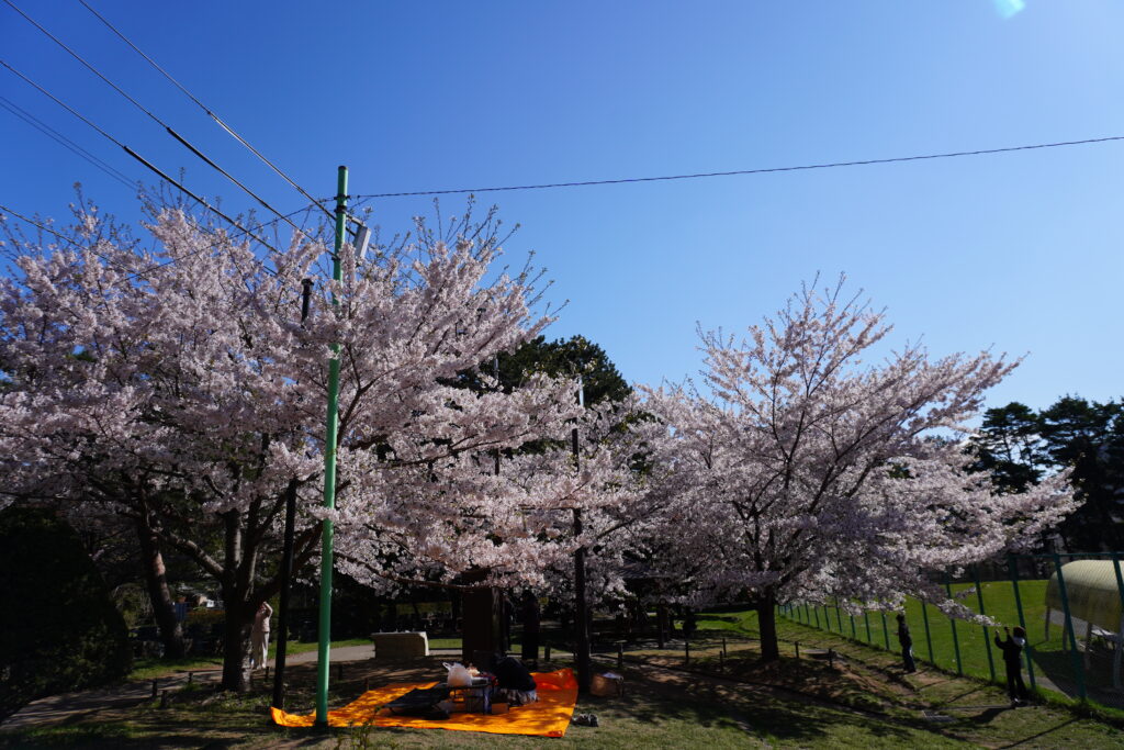 お花見を楽しむ人も。