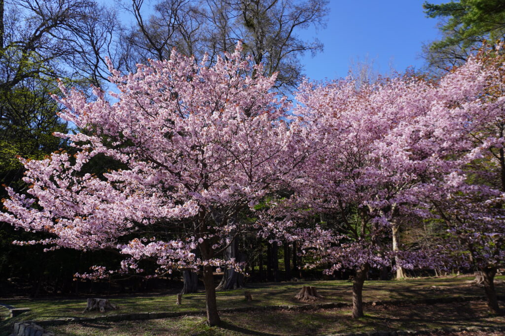 桜もまだまだ綺麗！