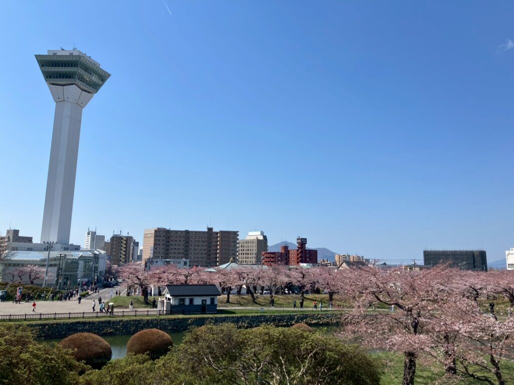 綺麗な桜🌸