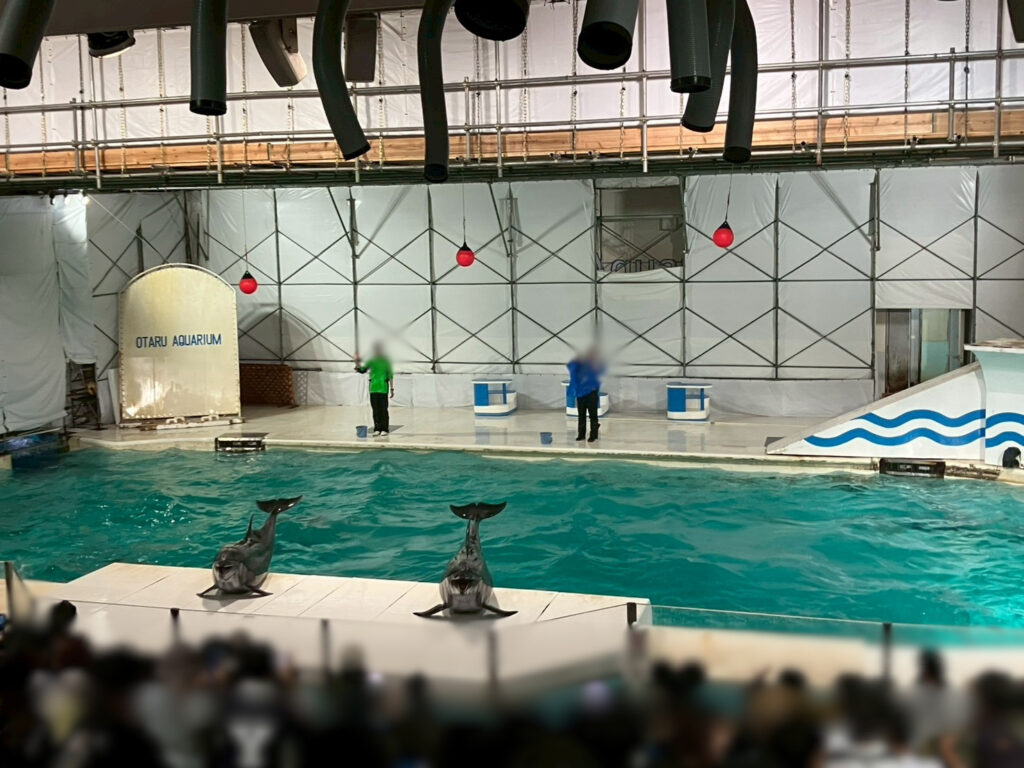 イルカショー🐬