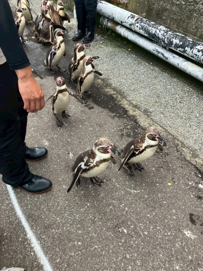 ぺんぎんの海まで遠足🐧