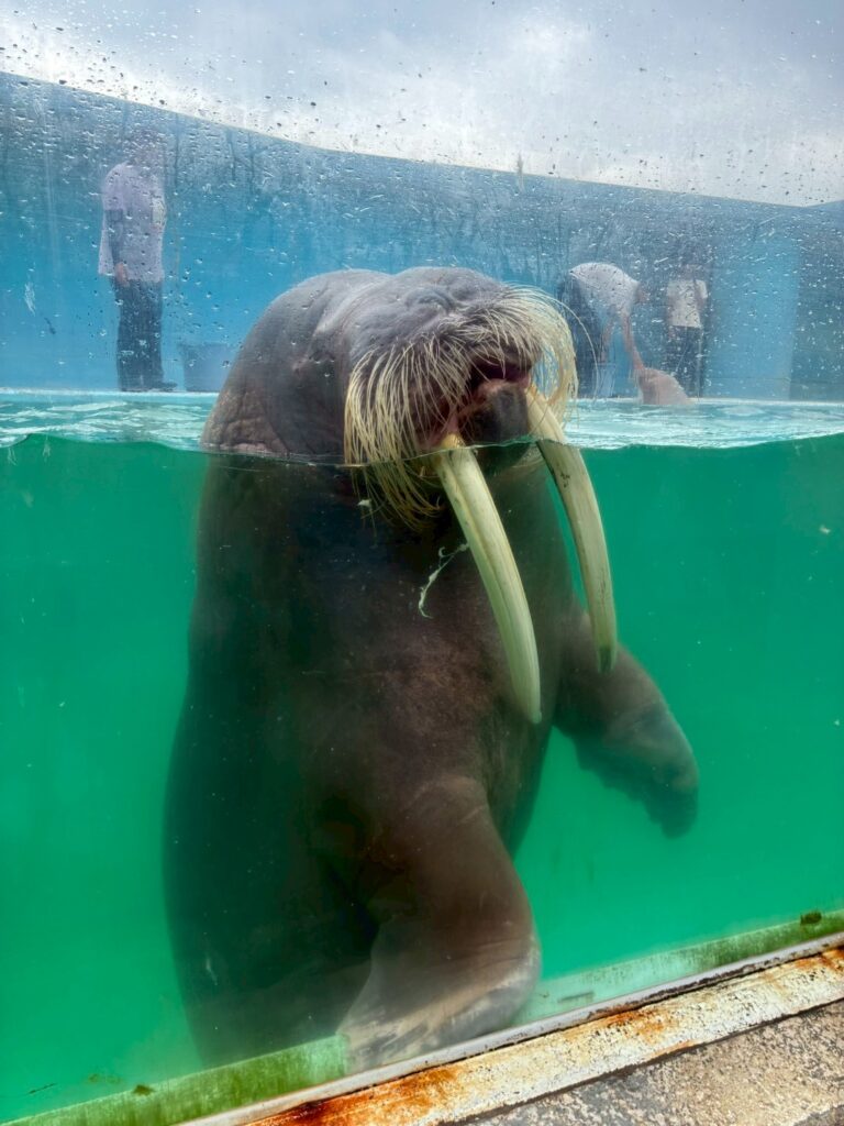 大迫力のセイウチ。