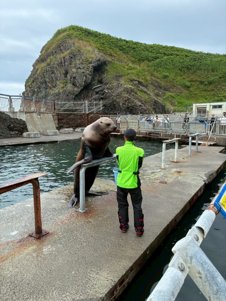 トドのジャンプも大迫力でした！！