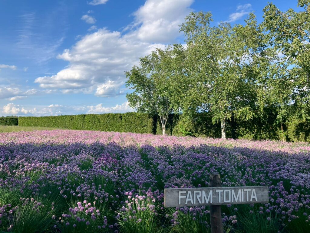 ラベンダーではないお花が綺麗に咲いていました。